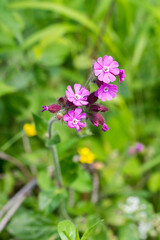 Closeup of Red Campion flowers (Silene dioica)