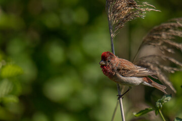 Common rosefinch (erythrina erythrina) a male guarding his area