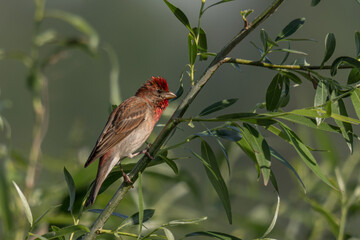 Common rosefinch (erythrina erythrina) a male guarding his area