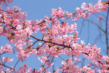 Cherry blossoms, Kawazu Zakura tree