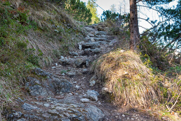 path in the forest (Austria)