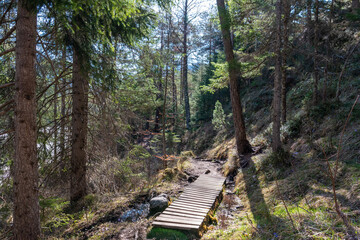 path in the woods (Austria)