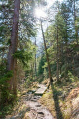 path in the woods (Austria)
