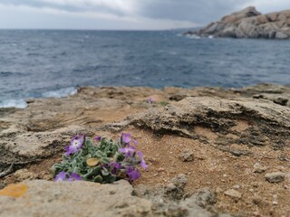 Fototapeta na wymiar flowers on the beach