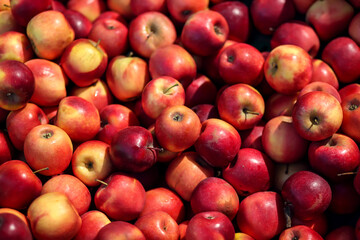 Red apples background. Fresh apples for sale