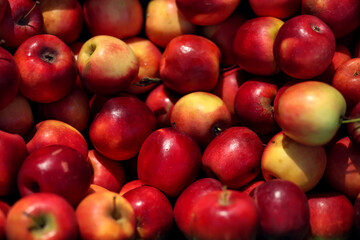 Red apples background. Fresh apples for sale