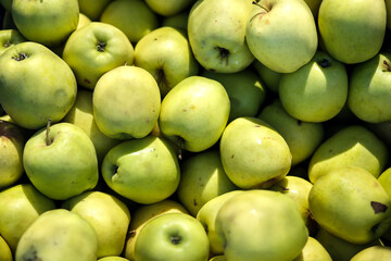 Green apples background. Healthy organic fresh produce