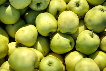 Green apples background. Healthy organic fresh produce