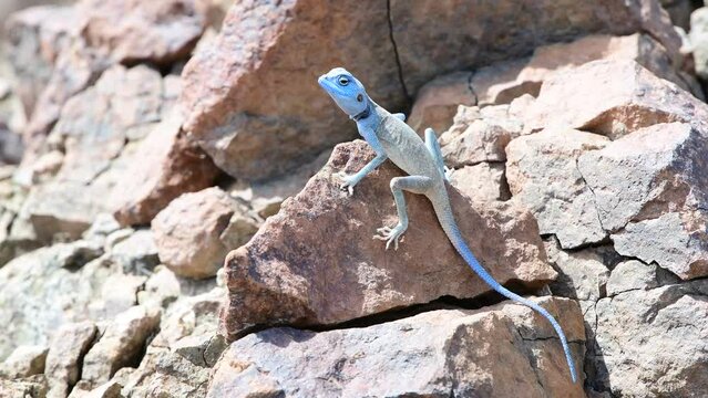 Male Sinai Agama with his sky-blue coloration and in his rocky habitat, found in the Mountains of the United Arab Emirates (UAE), Middle East, Arabian Peninsula
