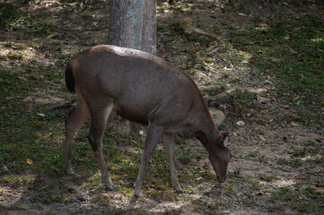 deer in the forest