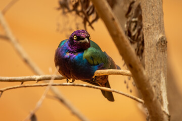 Close up of a purple and green Asian glossy starling bird (Aplonis panayensis) perched on a dry branch