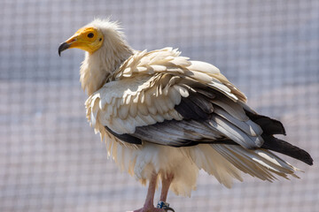 Egyptian Vulture in the United Arab Emirates (UAE)