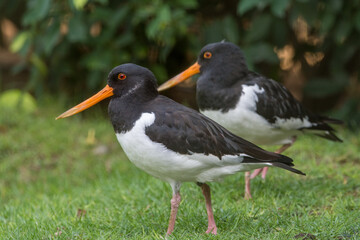 Eurasian oystercatcher (Haematopus ostralegus) or common pied oystercatcher, or palaearctic oystercatcher stands in grass close up