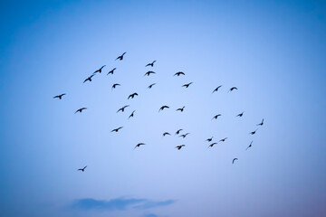 Generic shot of flock of birds in silhouette against blue evening sky