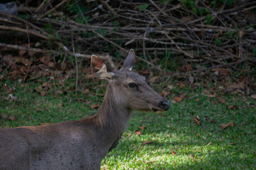 deer in the forest