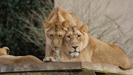 Fototapeta premium Lion Partnership
