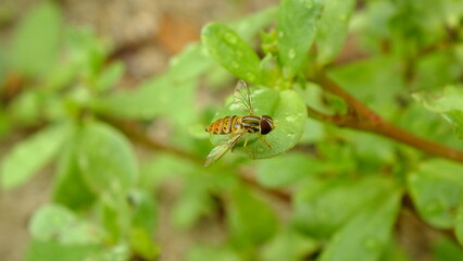 fruit bee