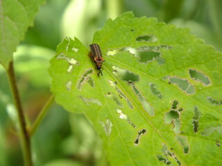 bug on leaf