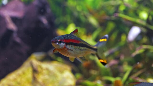 Aquarium fishes: Sahyadria denisonii 4k