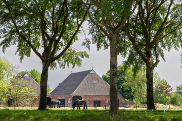 Landscape with tall trees and a meadow in which two horses graze, with two farmers' stables in the background. Gelderland, Netherlands, Europe.