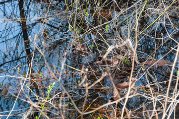 A frog in the lake in the Billy Frank Jr. Nisqually National Wildlife Refuge, WA, USA
