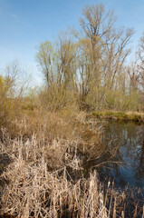 Cane and trees around a lake in the Billy Frank Jr. Nisqually National Wildlife Refuge, WA, USA