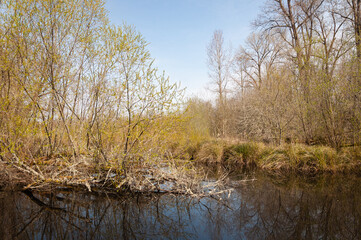 Bushes and their reflection in lake in the Billy Frank Jr. Nisqually National Wildlife Refuge, WA, USA