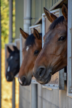 Two brown horses and a black horse, looking out the window of their stable.