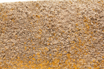 texture of buckwheat