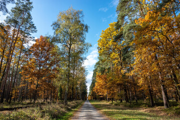 autumn in the forest