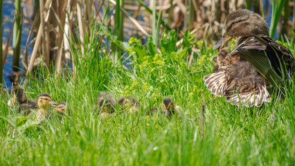 Little ducklings with mom duck in green grass. Breeding season in wild ducks. Duck with chicks.
