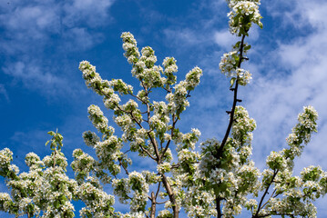 blossoming apple tree