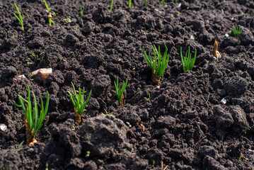 young onion sprouts in the ground
