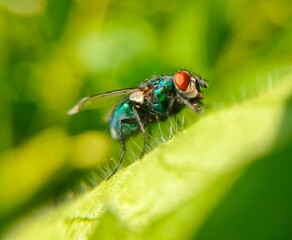 fly on leaf