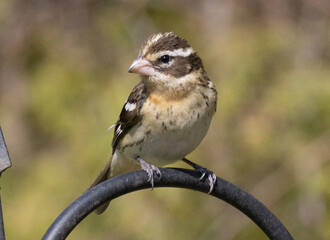female house sparrow