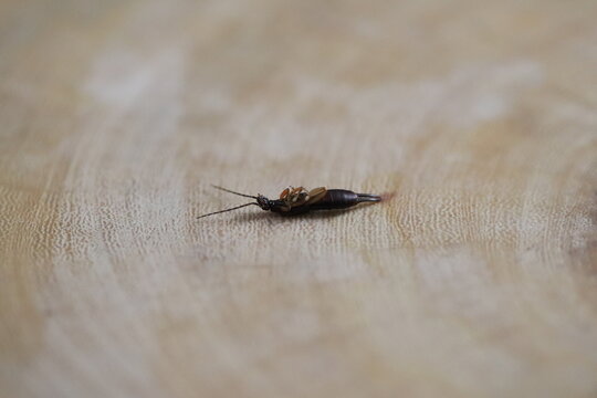 Imágenes de Inseto: descubre bancos de fotos, ilustraciones, vectores y ...