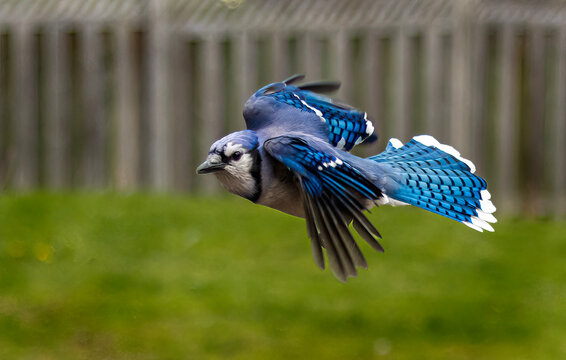 blue jay in flight