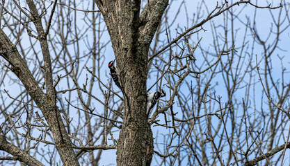 bird on a tree