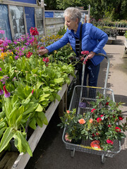 Fototapeta na wymiar England UK. 2022. Elderly woman selecting summer plants from a display bench in a garden centre in the UK.