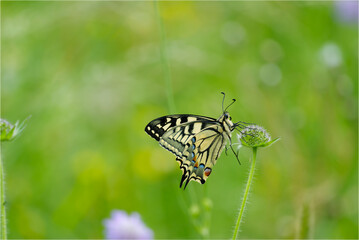 Old World Swallowtail or common yellow swallowtail (Papilio machaon) sitting on violet flower in Zurich, Switzerland