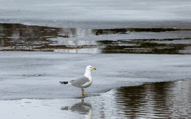 seagull on the beach