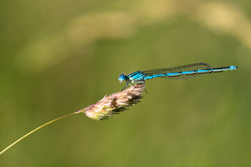 Erythromma lindenii - Goblet-marked damselfly - Naïade aux yeux bleus - Agrion de Vander Linden