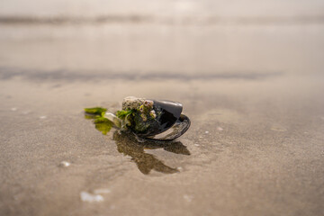 Green leaf on the stone on a beach sand. High quality photo