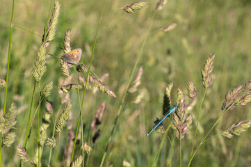 Agrion de Vander Linden (Erythromma lindenii) et Procris/Fadet commun (Coenonympha pamphilus)