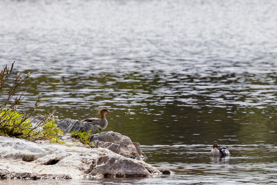 Mergus merganser is a diving duck, one of the sawbills , Northern Norway,Europe	