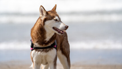 siberian husky on the beach. Dog on the beach