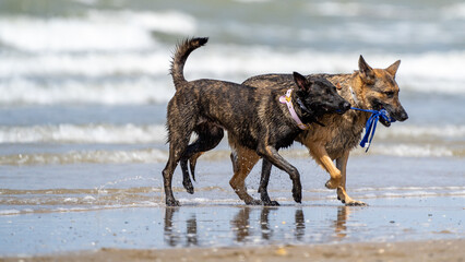 dog running on the beach. Dogs playing in the water. 