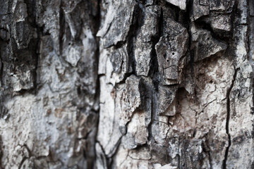 texture of bark wood  as natural background