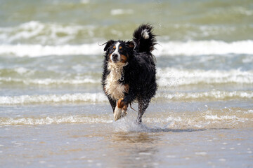 Berner senner dog on the beach looking into the camera, beautifull eyes. Dog on the beach	