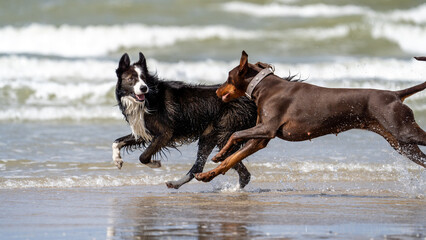 Border Collie plays in the beach. Dog on the beach. Dog in summertime with sand and the sea in the background. Dogs playing at the beach